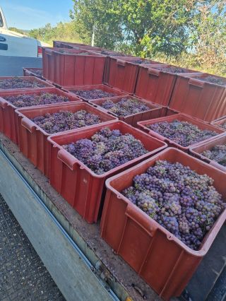 Vinobraní v Dobré Vinici ještě neskončilo, ale na letošní vína si budete muset chvíli počkat. To ale neznamená, že byste...